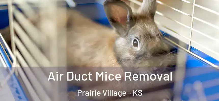  Air Duct Mice Removal Prairie Village - KS